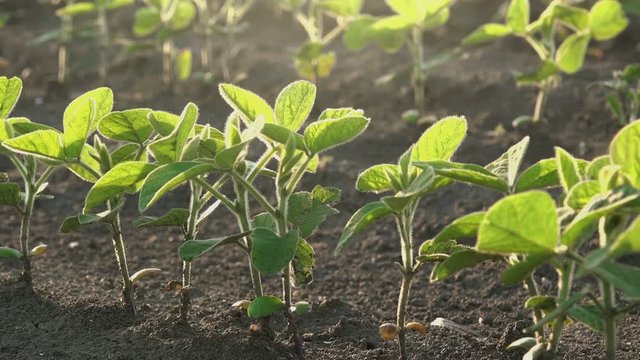 Slider shot of young soybean plants growing in cultivated field, agricultural soy field rows in sunset.