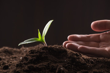 Sprout in ground