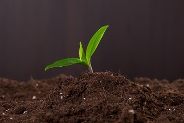 Sprout in ground