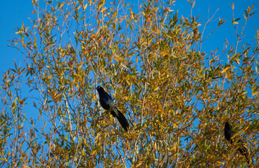 Great-tailed Grackle sits in a Tree