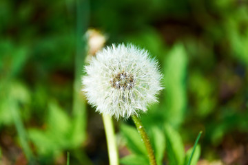 Dandelion pappus in a green field in the sun