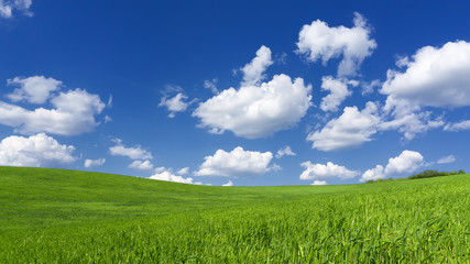 Spring field of grass with clouds