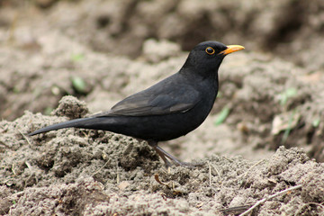 Male blackbird close-up
