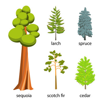 Tree icon set - Coniferous Trees cartoon illustration. Flat Coniferous Trees collection: big sequoia, spruce, larch, scotch fir and cedar for web. Vector illustration isolated on white background