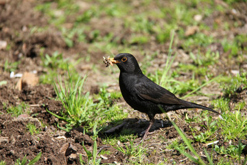 Obraz premium Blackbird with worms in its beak