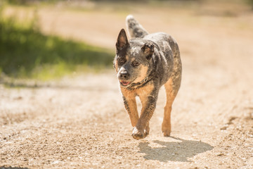 Hund rennt gemütlich - Australien Cattle Dog