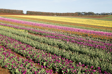 Obraz premium Tulips Table Cape Tasmania