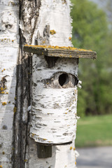 Birch Tree Bird House on Birch