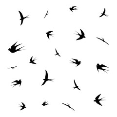 birds
