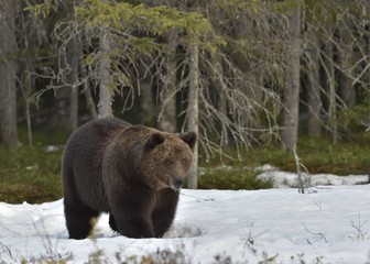 Adult male of Brown Bear (Ursus arctos) on the snow in spring forest.