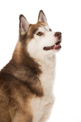 Siberian Husky