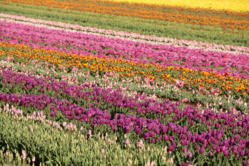 Fototapeta premium Tulips Table Cape Tasmania