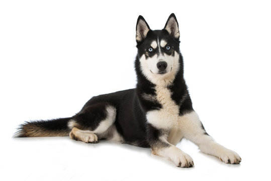 Siberian Husky