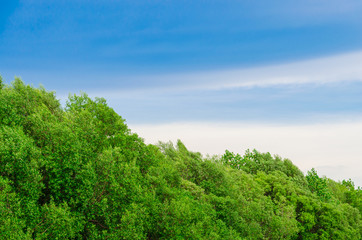 Fototapeta na wymiar Mangrove forest and blue sky
