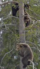 Brown She-Bear (Ursus arctos) with Bear-cubs on a Pine tree. Spring forest.