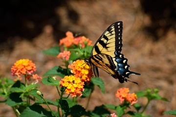 Tiger Swallowtail Butterfly in garden