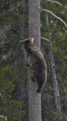 Female of Brown Bear (Ursus arctos) on a pine tree. Spring forest.