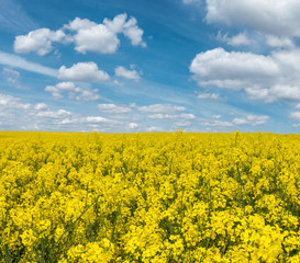 Obraz premium Yellow flowering rapeseed field and blue sky with white clouds