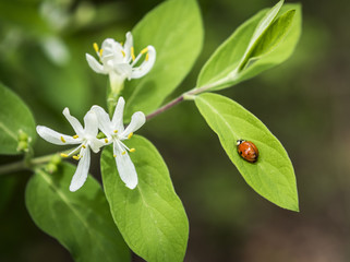 Ladybug and Honeysuckle: An orange Ladybug sitting on a Honeysuckle leaf