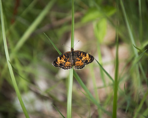 Naklejka premium Orange and Black Butterfly: A brilliantly colored Gorgone Checkerspot butterfly in a Hudson Valley field