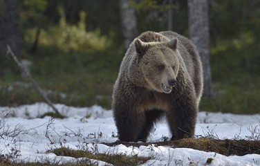 Fototapeta premium Adult female of Brown Bear (Ursus arctos) on the snow in spring forest.