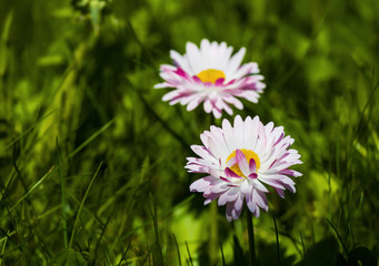 Marguerite flowers in green grass in garden. Selective focus.