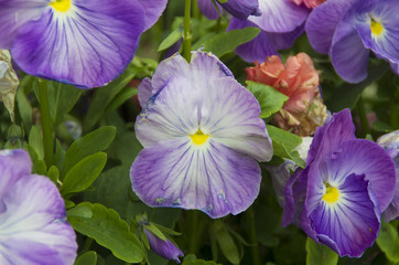 Pansies © balashark