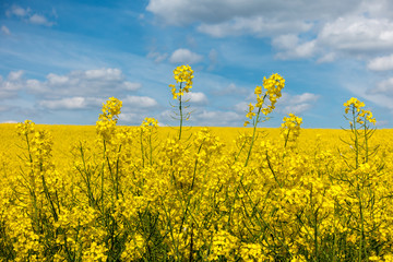 Detail of yellow rapeseed flowers and blue sky with white clouds