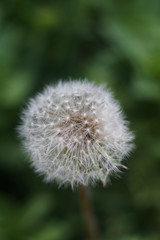 Seeds of dandelion, dandelion