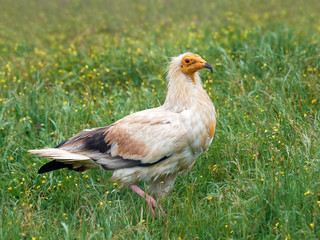 Egyptian vulture (Neophron percnopterus)