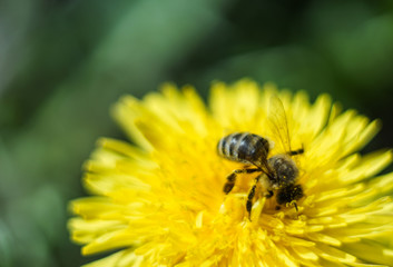 Seeds of dandelion, dandelion
