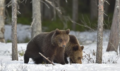 Cubs of Brown Bear (Ursus arctos) after hibernation on the snow in spring forest.