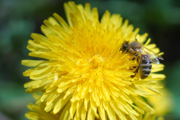 Seeds of dandelion, dandelion