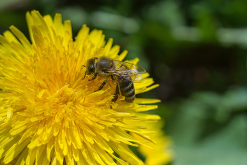 Seeds of dandelion, dandelion