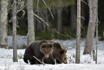 Cubs of Brown Bear (Ursus arctos) after hibernation on the snow in spring forest.