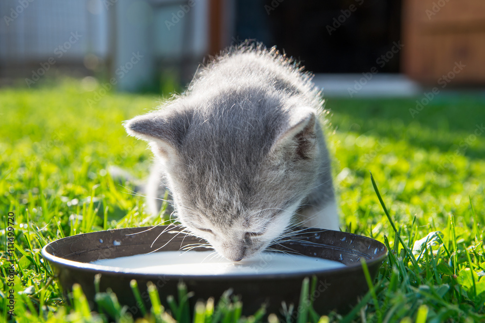 Wall mural Cute cat drinks milk