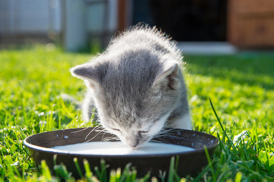 Cute cat drinks milk