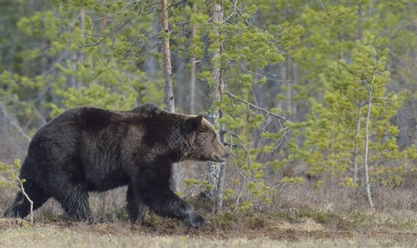 Adult male of Brown Bear (Ursus arctos) on the swamp in spring forest.