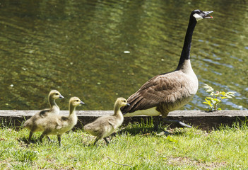 Goose and Goslings