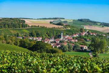 Fototapeta na wymiar Rizaucourt-Buchey, Champagne vineyards in the Cote des Bar area of the Aube departm