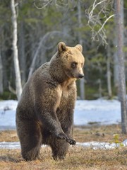 Obraz premium Brown bear (Ursus arctos) standing on his hind legs in spring forest.