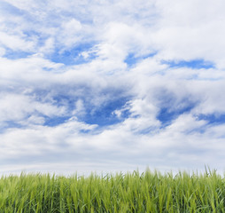 Fototapeta na wymiar Green grass and blue sky.