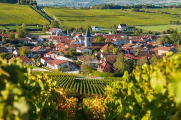 Fototapete Rund Baroville, Champagne vineyards in the Cote des Bar area of the Aube departm © FreeProd