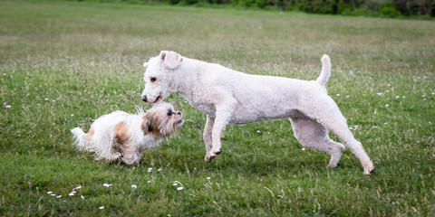 Obraz premium Dogs Running and Playing