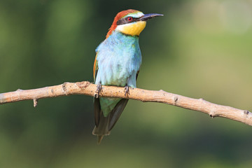 colorful bird sitting on a branch