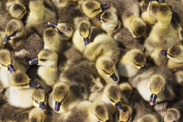 pack of little goslings