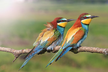 beautiful picture with colorful birds with sunny hotspot