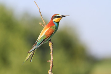 excellent color bird on a branch