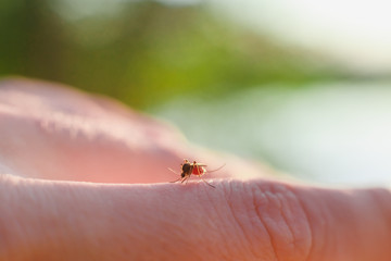 The bite of a mosquito with blood on human body