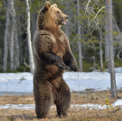 Brown bear (Ursus arctos) standing on his hind legs in spring forest. © Uryadnikov Sergey